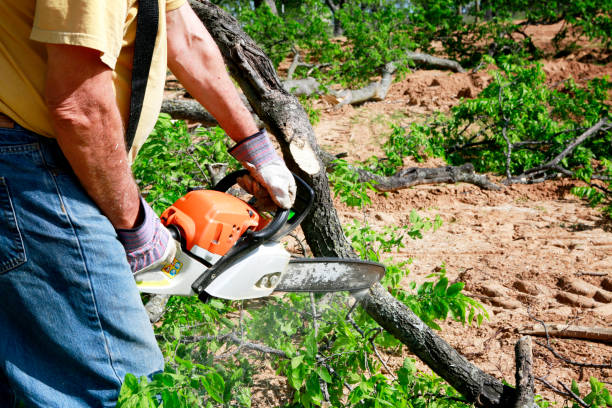 Best Tree Clearing Services  in Parowan, UT